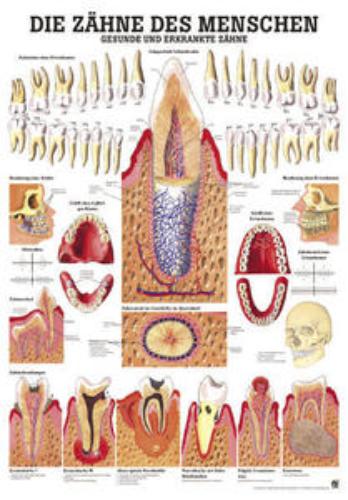 Lehrtafel Gesunde Zähne 70x100cm, 1St