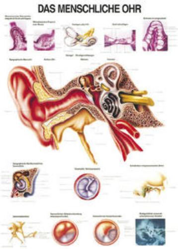 Lehrtafel Das menschliche Ohr 70x100cm, 1St