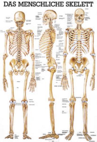 Lehrtafel Das menschliche Skelett 70x100cm, 1St