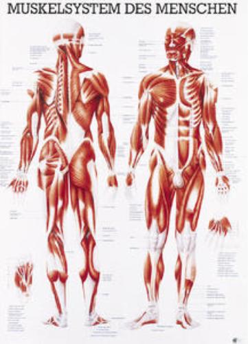 Lehrtafel Muskelsystem des Menschen 70x100cm, 1St